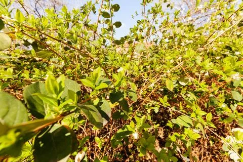 Green bush in spring Stock Photos