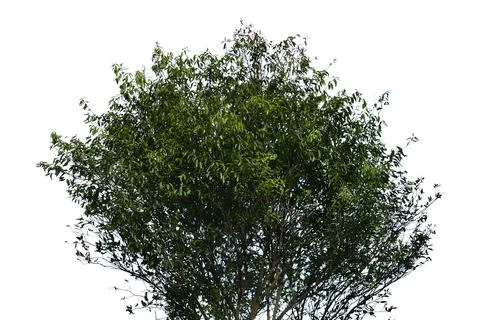 Green bush transparency background. Foto stock