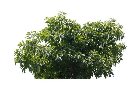 Green bush transparency background. Stock Photos