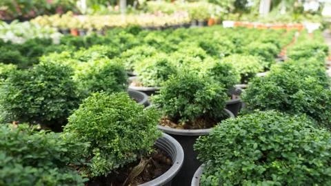 Green bush tree Stock Photos