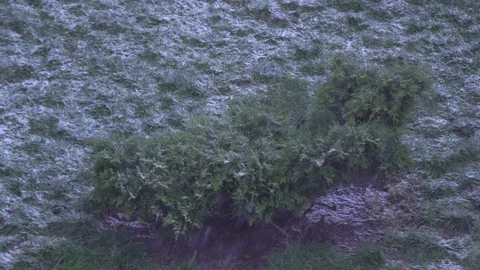 Green bush in winter Stock Footage 83629082