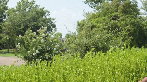 Green bushes and trees Stock Footage 288006378