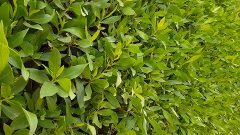 Green bushes background Stock Footage 113696997