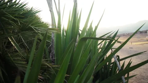 Green bushes catch the sun Video stock 130413066