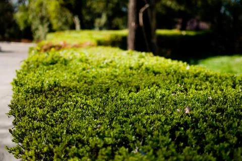 Green bushes covered in spring sunlight. Closeup Foto stock
