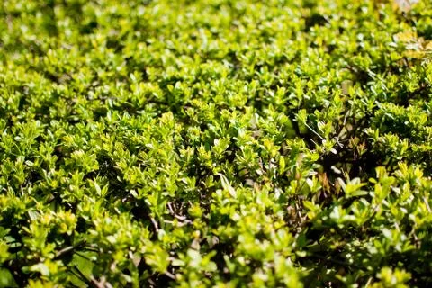 Green bushes covered in spring sunlight. Closeup Stock Photos