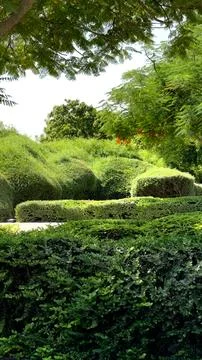 Green bushes create layers of texture beneath leafy branches in sunlit park Stock Photos