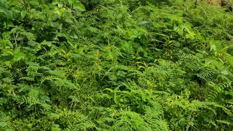 Green bushes in the fields swaying in the wind Video stock 323149142