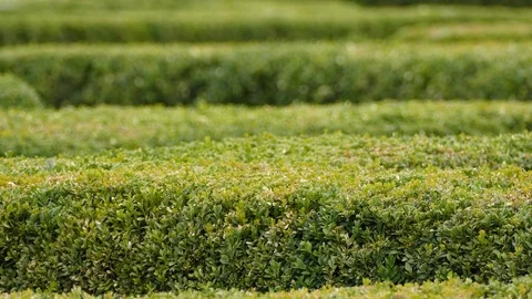 Green bushes. Stock Footage 91733550