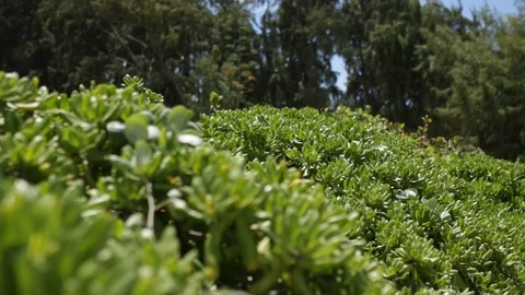Green Bushes Stock Footage 104794735