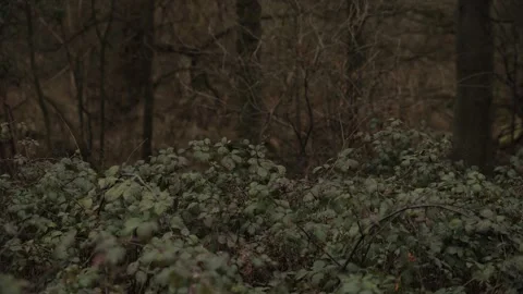 Green bushes in front of trees in the middle of the forest Stock Footage 300134196