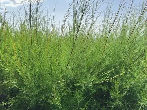 Green bushes grow under a clear sky at midday Stock-Fotos