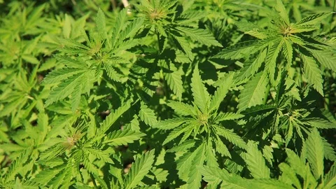 Green bushes of marijuana. Close up view of a marijuana cannabis bud. 스톡 동영상 108336146