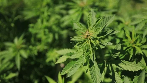 Green bushes of marijuana. Close up view of a marijuana cannabis bud. 스톡 동영상 108336840