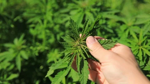 Green bushes of marijuana. Close up view of a marijuana cannabis bud. Stock-Footage 108337364