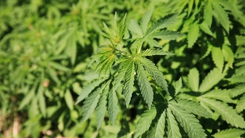 Green bushes of marijuana. Close up view of a marijuana cannabis bud. 스톡 동영상 108337690