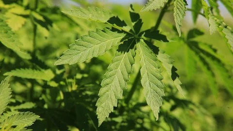 Green bushes of marijuana. Close up view of a marijuana cannabis bud. 스톡 동영상 108338340