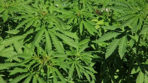 Green bushes of marijuana. Close up view of a marijuana cannabis bud. Stockbeeldmateriaal 108338748