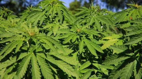 Green bushes of marijuana. Close up view of a marijuana cannabis bud. Vídeos de archivo 108339050