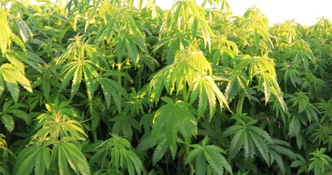 Green bushes of marijuana. Close up view of a marijuana cannabis bud. Vídeo Stock 132021849