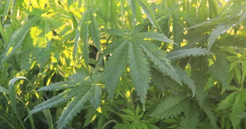 Green bushes of marijuana. Close up view of a marijuana cannabis bud. Video stock 132021994
