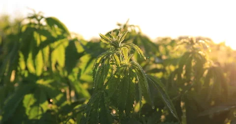 Green bushes of marijuana. Close up view of a marijuana cannabis bud. Vídeo Stock 132022044