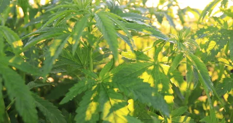 Green bushes of marijuana. Close up view of a marijuana cannabis bud. 動画素材 134022145