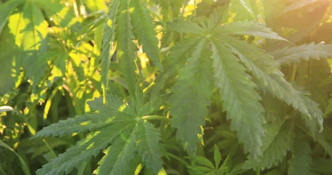 Green bushes of marijuana. Close up view of a marijuana cannabis bud. Vidéo 134028680