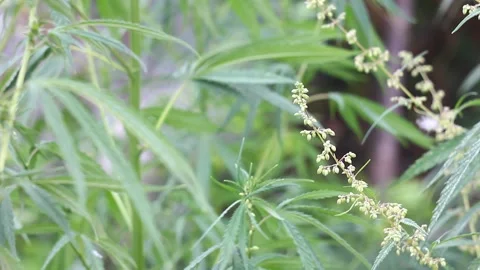 Green bushes of marijuana with ripe seeds outdoors with a light breeze. Illegal Stock Footage 155581853