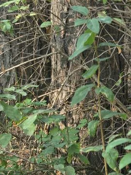 Green bushes old tree trunk Stock Photos