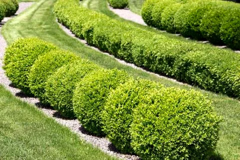 Green bushes Фото