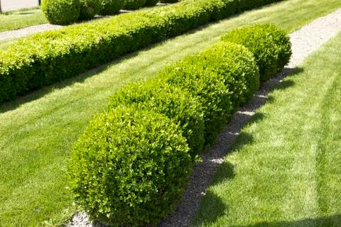 Green bushes 库存照片