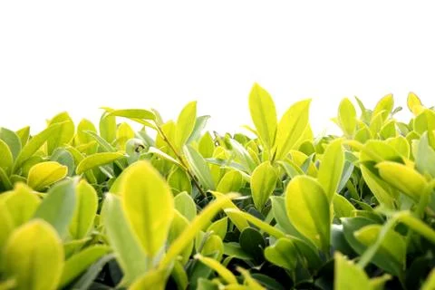 Green bushes. Stock Photos