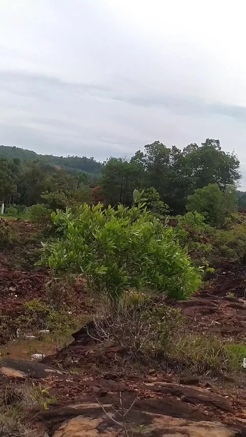 Green Bushes on Red Soil Terrain with Forest Background Vertical Stock Footage 335981856