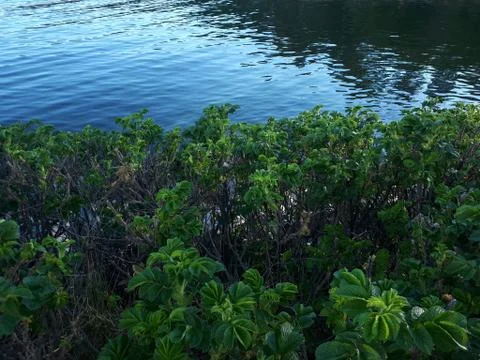 Green bushes on the seafront Stock Photos
