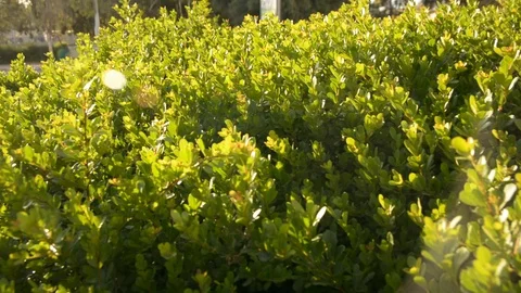 Green Bushes with spider web	 스톡 동영상 89527636