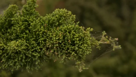 Green Bushes with spider web	 스톡 동영상 89528750