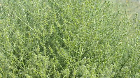 Green bushes waving on wind Stock Footage 22748190