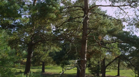 Green Business Stock Footage 33003029