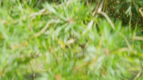 Green Business Stock Footage 33003073