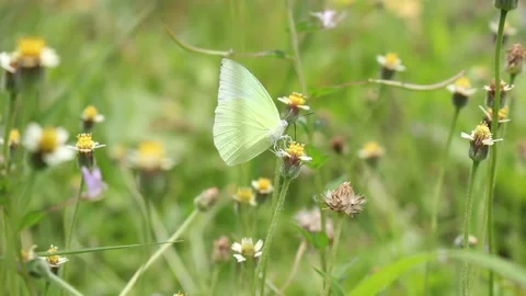 Green Buttefly Stock Footage 136232837