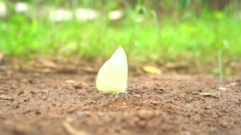 Green Butterfiles On The Ground Stock Footage 248538909