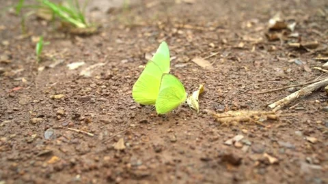 Green Butterflies On The Ground Stock Footage 248538905