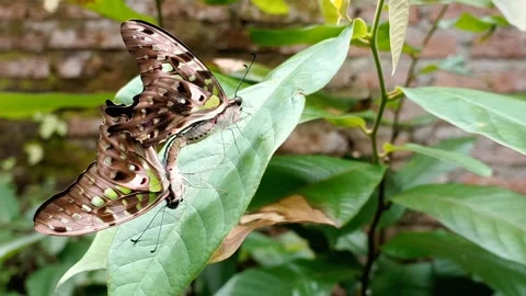 Green Butterflies Mating on a Host Leaf - Graphium agamemnon Stock Footage 340198161