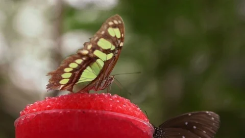 Green Butterfly drinking nectar Stock Footage 88543295