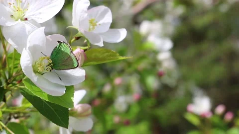 Green butterfly drinks nectar in an apple blossom, spring time. Vidéo 194962907