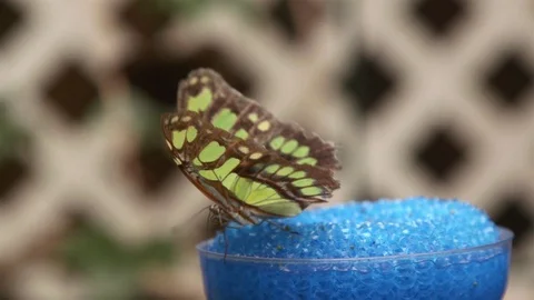 Green Butterfly On Feeder depth of field Stock Footage 88554819