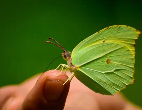 Green butterfly on finger Stock Photos