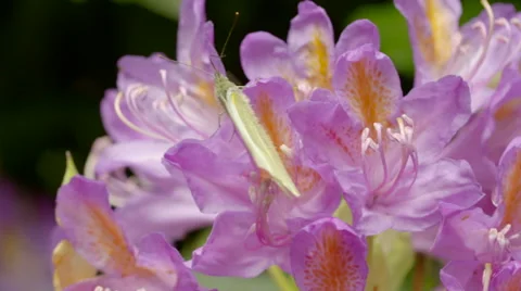 Green Butterfly Flapping Wings upon Pink Flower Stock Footage 51444295