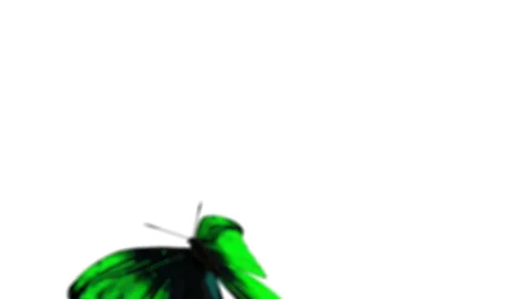 Green butterfly in flight Stock Footage 112835618